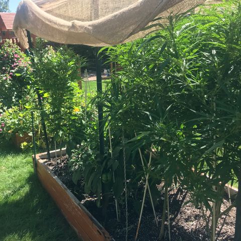 G13 fem mother Indica growlog timeline photo