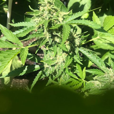 G13 fem mother Indica growlog timeline photo
