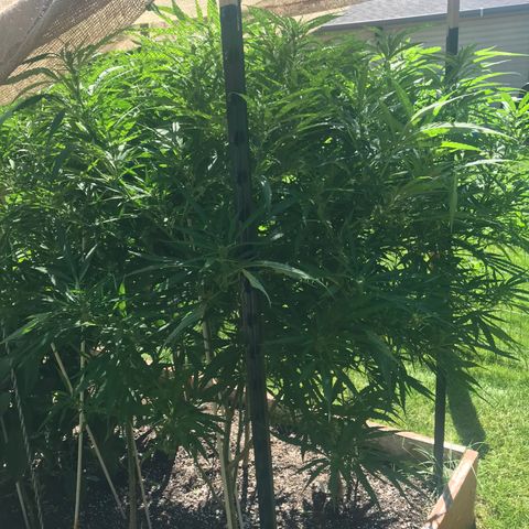 G13 fem mother Indica growlog timeline photo