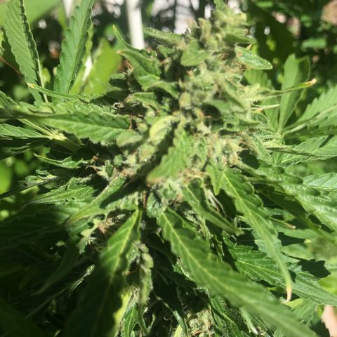 G13 fem mother Indica growlog timeline photo