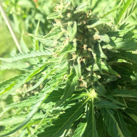 G13 fem mother Indica growlog timeline photo