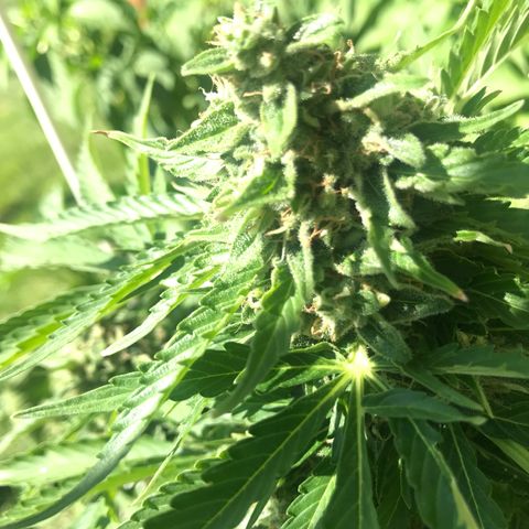 G13 fem mother Indica growlog timeline photo