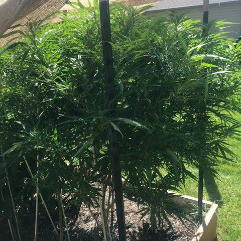 G13 fem mother Indica growlog timeline photo