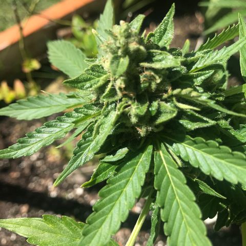 G13 fem mother Indica growlog timeline photo
