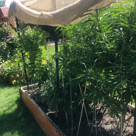 G13 fem mother Indica growlog timeline photo