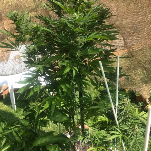 G13 fem mother Indica growlog timeline photo