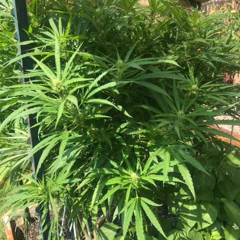 G13 fem mother Indica growlog timeline photo