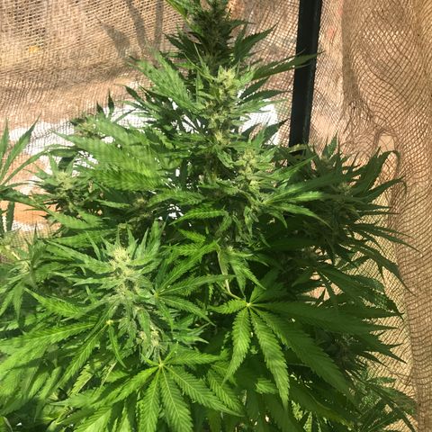 G13 fem mother Indica growlog timeline photo