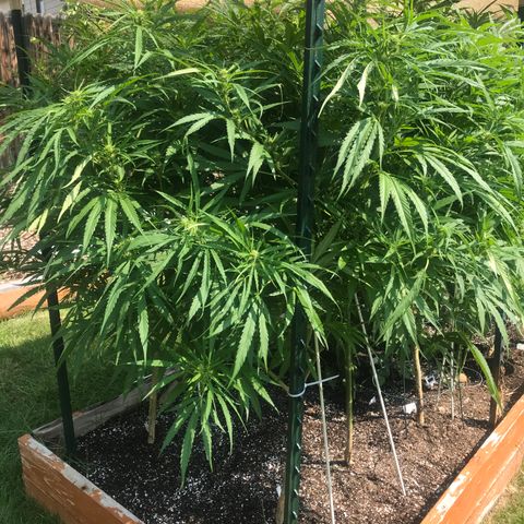 G13 fem mother Indica growlog timeline photo