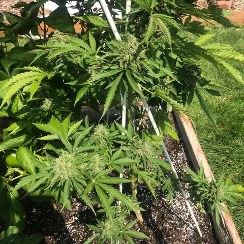 G13 fem mother Indica growlog timeline photo