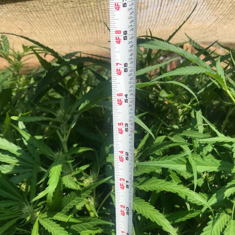 G13 fem mother Indica growlog photo: Added line around canopy and removed some foliage 
