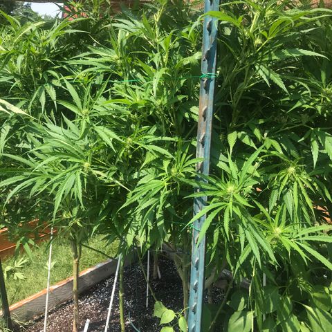 G13 fem mother Indica growlog photo: Added line around canopy and removed some foliage 