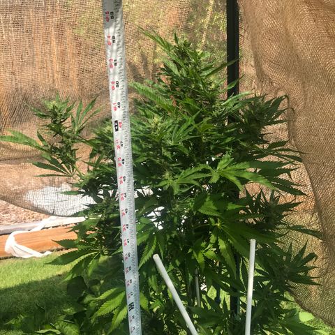 G13 fem mother Indica growlog photo: Added line around canopy and removed some foliage 