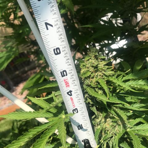 G13 fem mother Indica growlog photo: Added line around canopy and removed some foliage 
