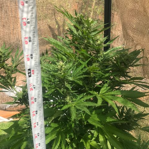 G13 fem mother Indica growlog photo: Added line around canopy and removed some foliage 