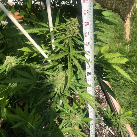 G13 fem mother Indica growlog photo: Added line around canopy and removed some foliage 