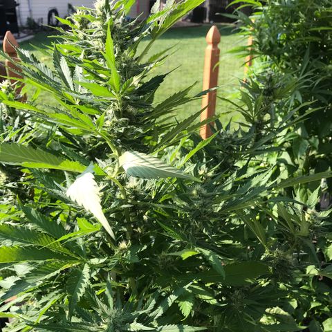 G13 fem mother Indica growlog timeline photo