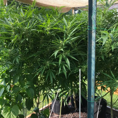 G13 fem mother Indica growlog timeline photo