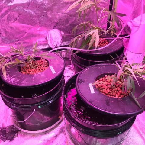 G13 fem mother Indica growlog timeline photo