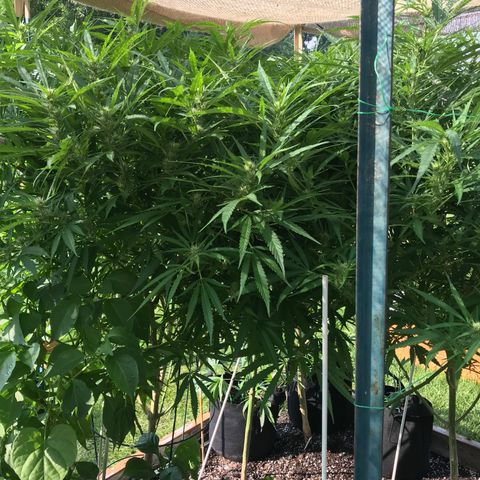 G13 fem mother Indica growlog timeline photo