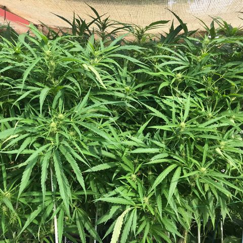 G13 fem mother Indica growlog photo: Budding beautifully 