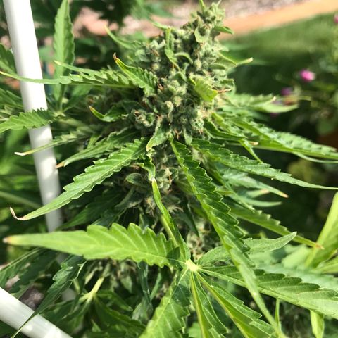 G13 fem mother Indica growlog photo: Budding beautifully 
