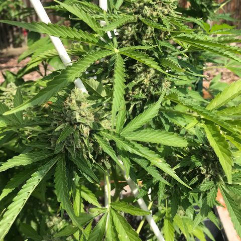 G13 fem mother Indica growlog timeline photo