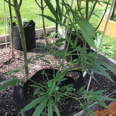 G13 fem mother Indica growlog photo: Budding beautifully 