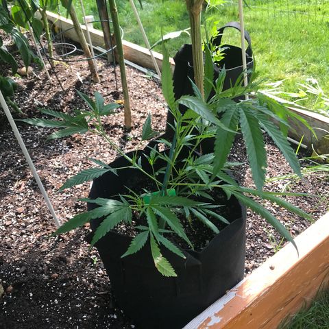 G13 fem mother Indica growlog photo: Budding beautifully 