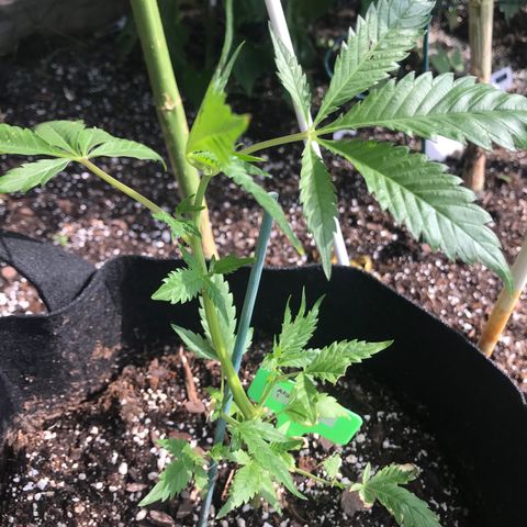 G13 fem mother Indica growlog photo: Budding beautifully 