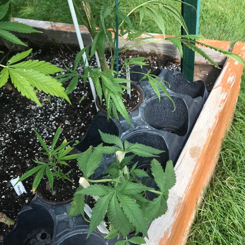 G13 fem mother Indica growlog photo: Budding beautifully 
