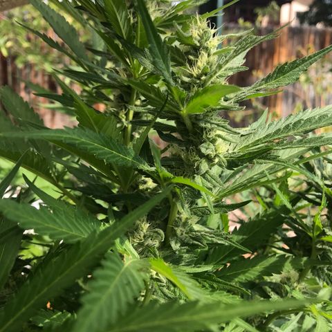 G13 fem mother Indica growlog photo: Budding beautifully 
