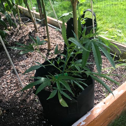 G13 fem mother Indica growlog photo: Budding beautifully 