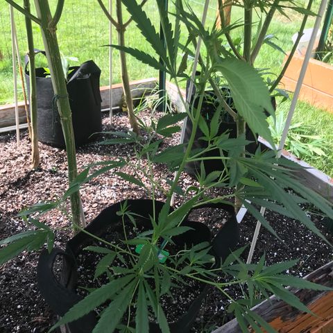 G13 fem mother Indica growlog photo: Budding beautifully 