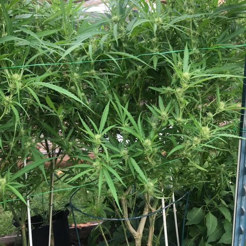 G13 fem mother Indica growlog timeline photo