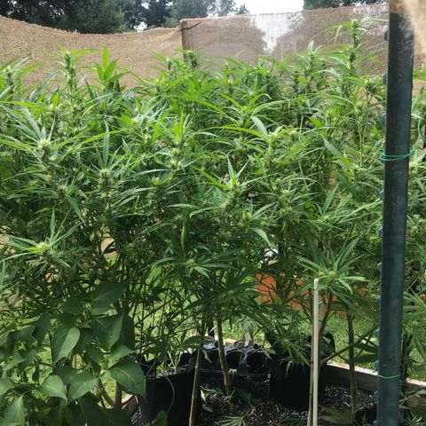 G13 fem mother Indica growlog photo: Trimmed about 40 percent 