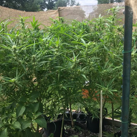 G13 fem mother Indica growlog photo: Trimmed about 40 percent 