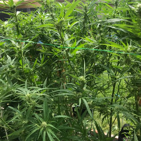 G13 fem mother Indica growlog photo: Trimmed about 40 percent 