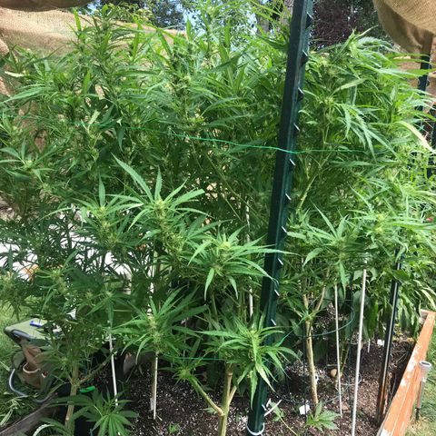 G13 fem mother Indica growlog photo: Trimmed about 40 percent 