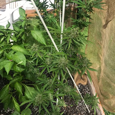 G13 fem mother Indica growlog photo: Trimmed about 40 percent 