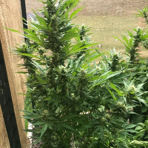 G13 fem mother Indica growlog photo: Trimmed about 40 percent 