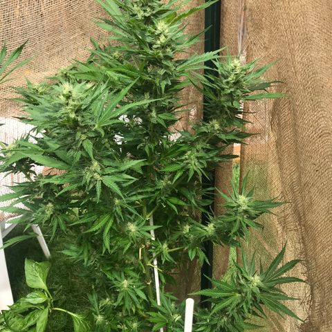 G13 fem mother Indica growlog photo: Trimmed about 40 percent 