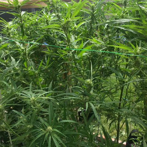 G13 fem mother Indica growlog photo: Trimmed about 40 percent 