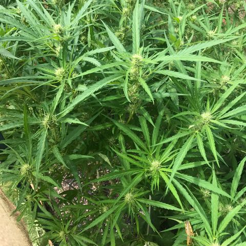 G13 fem mother Indica growlog timeline photo