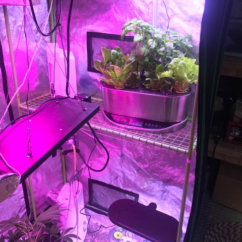 G13 fem mother Indica growlog timeline photo
