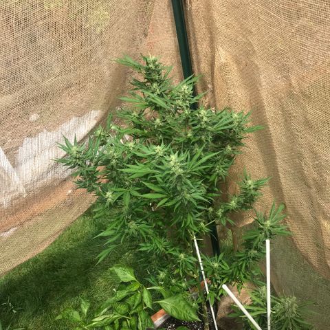 G13 fem mother Indica growlog timeline photo