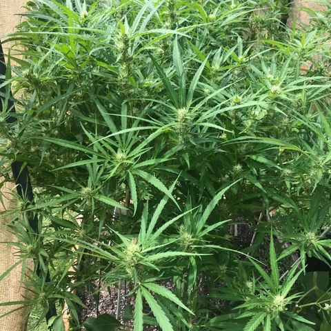 G13 fem mother Indica growlog timeline photo