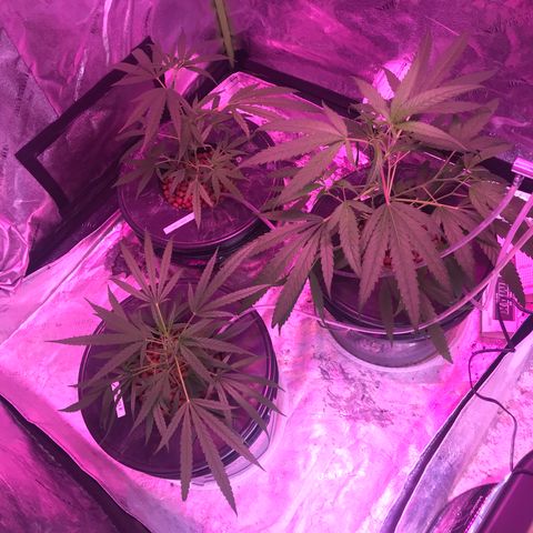 G13 fem mother Indica growlog timeline photo