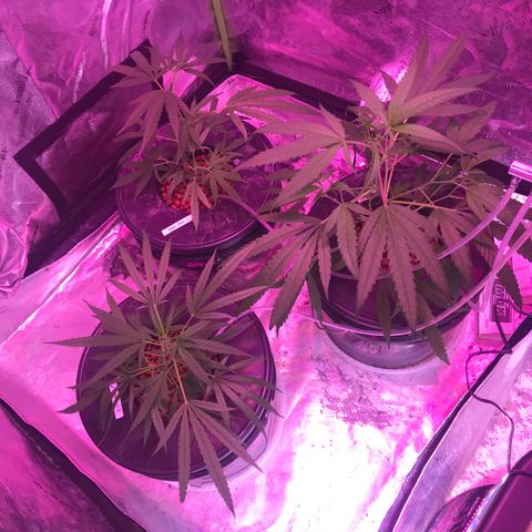 G13 fem mother Indica growlog timeline photo