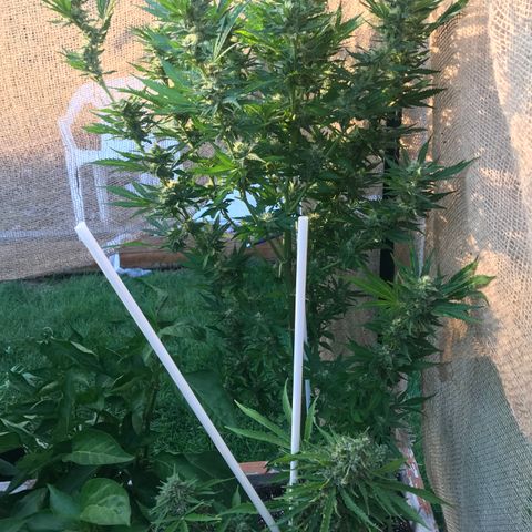 G13 fem mother Indica growlog timeline photo